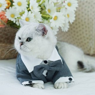 lịch lãm phong cách cho pet của bạn